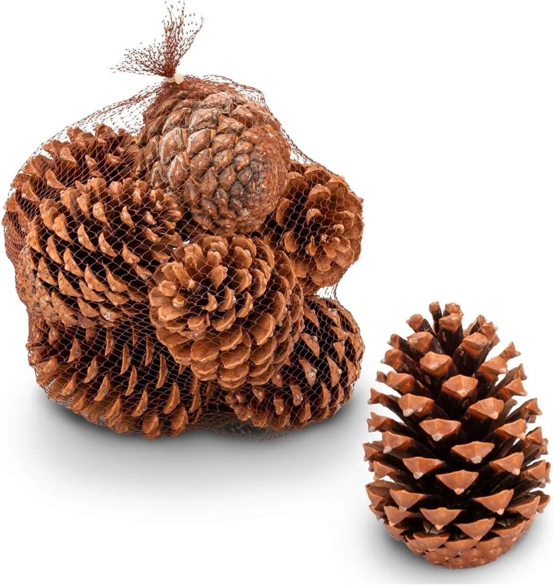 NaDeco Maritima-Zapfen 14-18cm, Set 20 Stück, Pinus Pinaster große Deko-Zapfen Tannenzapfen, Adventskranz & Weihnachts-Dekoration, Natürlich Groß zum basteln, Weihnachtsbaum & Advents-Gesteck