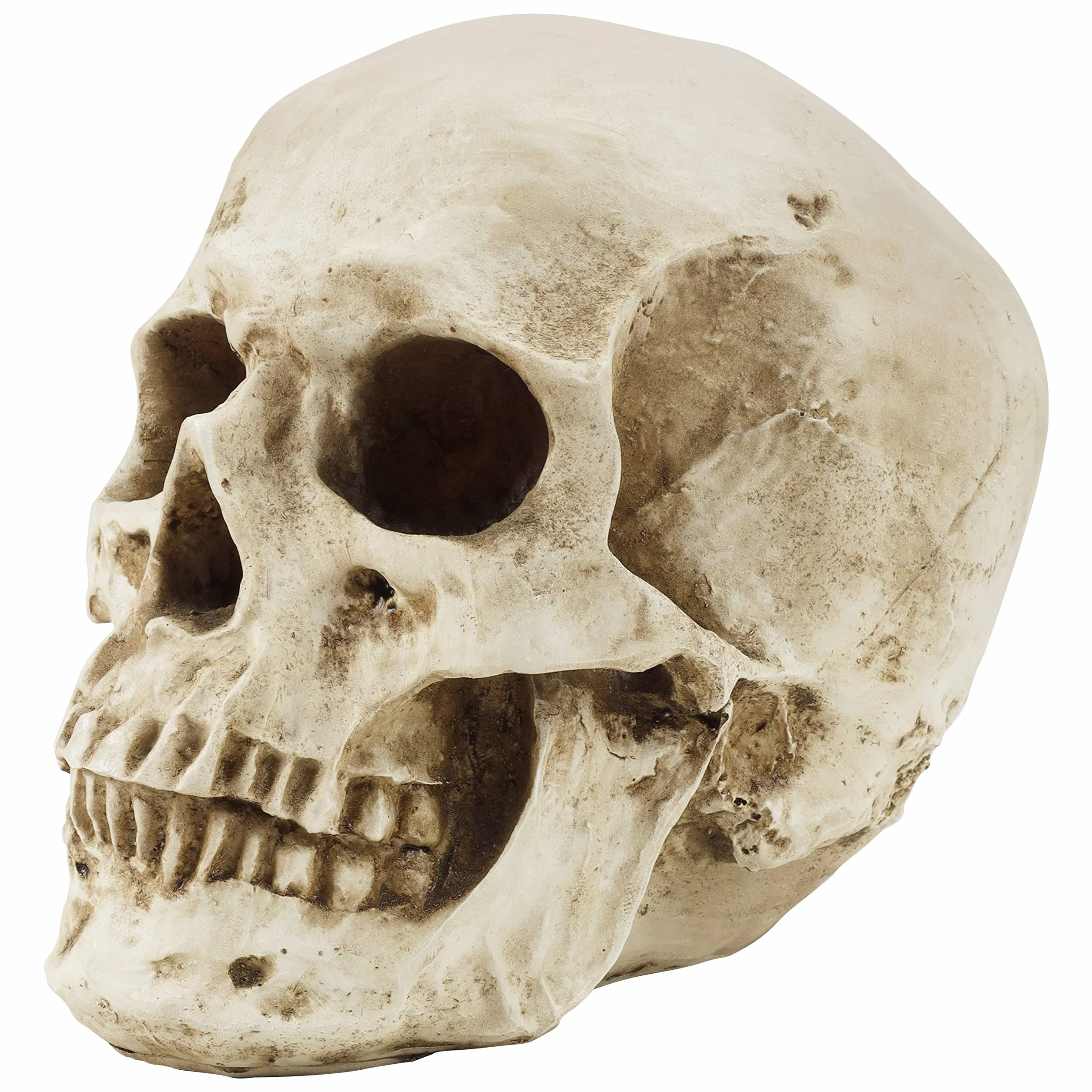 Kurtzy Anatomisches Schädel-Modell – L 12 x B 17 x H 14,5 cm – realistischer menschlicher Schädel, aus Kunstharz – Schädel-Dekoration in Naturgröße für den Unterricht der medizinischen Anatomie und