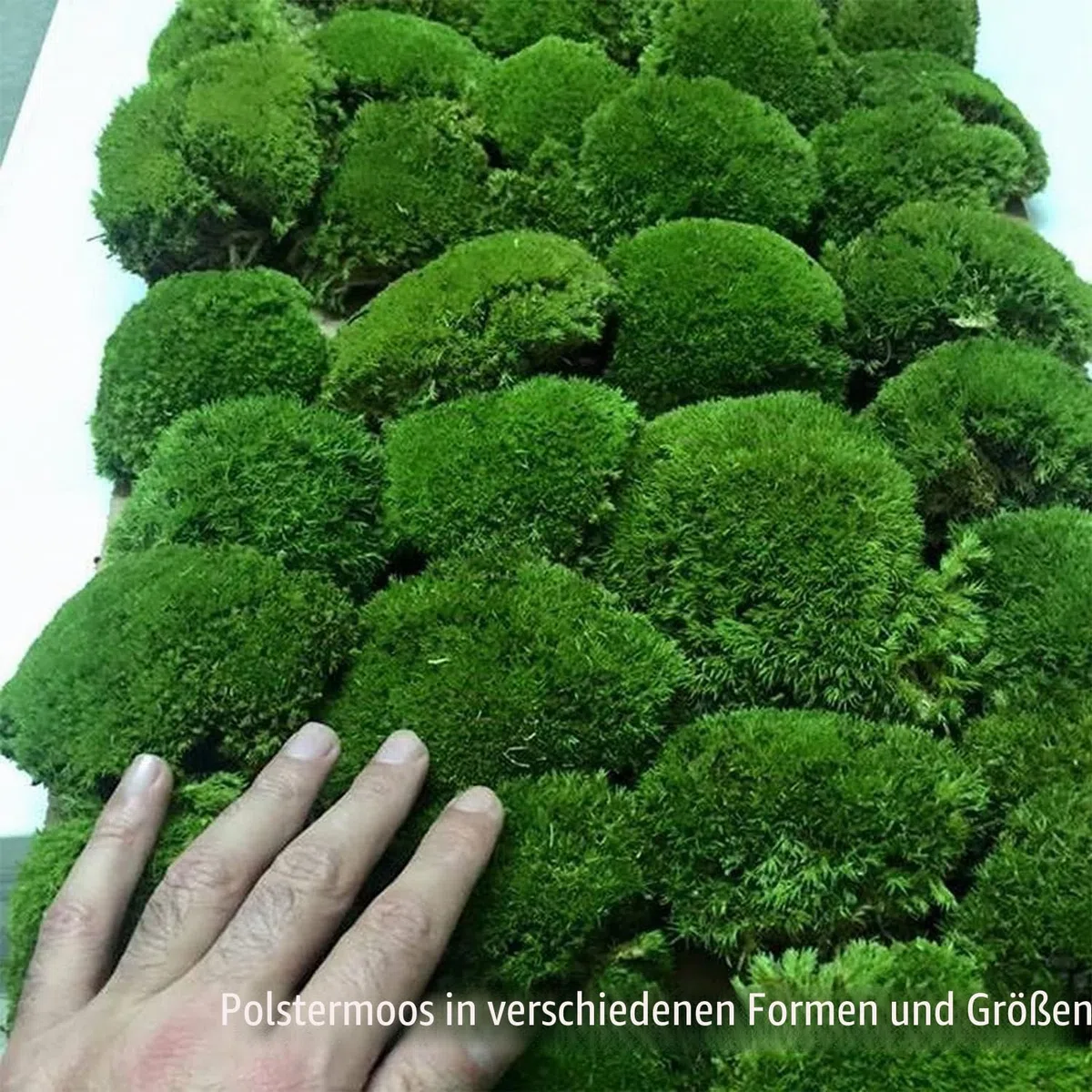 konservierte Pflanzen Stange Mooskissen Dutt Kissen Natur Grün Dekorativ Echt Natur Grün DIY Kit Terrarien Gartenarbeit Kunst Wanddekoration Florist Dekor (Green-b, 1.5 sq.ft.)
