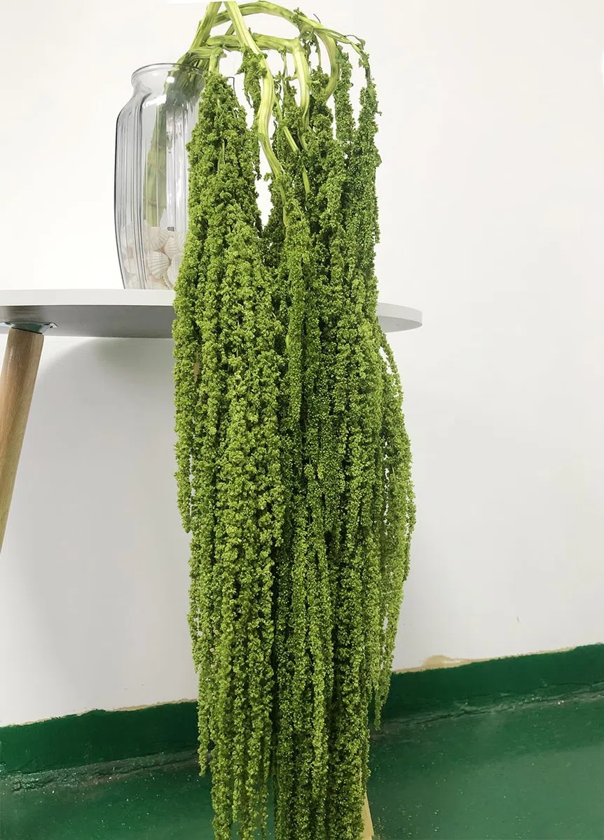 5 Stück Getrocknete Amaranthus Blumen, Gebleichte Glyzinie Reben, Amaranthus-Blumen, für Hochzeit Blumensträuße, Wanddekoration (Grün)