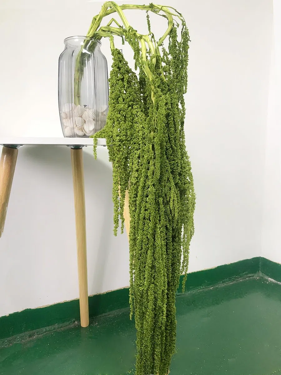 5 Stück Getrocknete Amaranthus Blumen, Gebleichte Glyzinie Reben, Amaranthus-Blumen, für Hochzeit Blumensträuße, Wanddekoration (Grün)