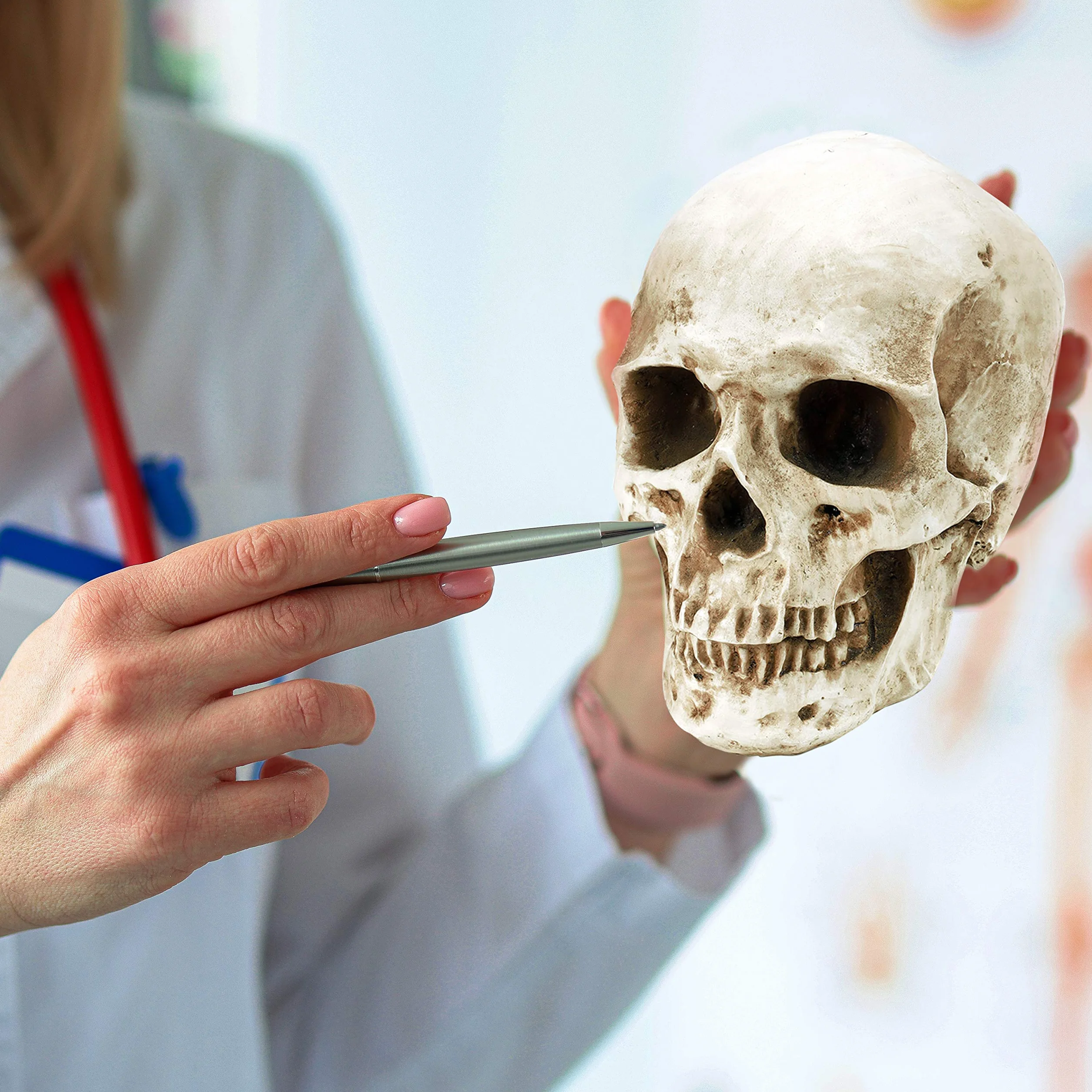 Kurtzy Anatomisches Schädel-Modell – L 12 x B 17 x H 14,5 cm – realistischer menschlicher Schädel, aus Kunstharz – Schädel-Dekoration in Naturgröße für den Unterricht der medizinischen Anatomie und