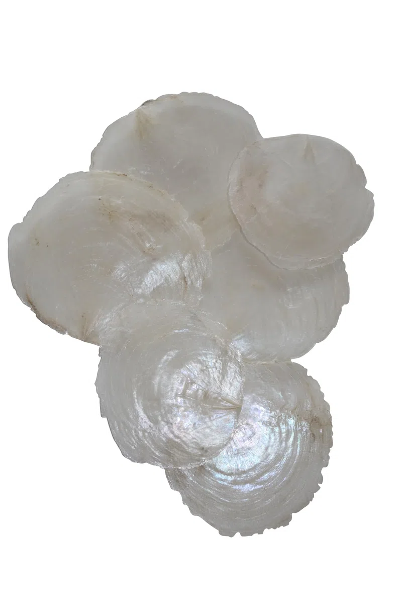 100 STK Perlmutt Scheiben Capizscheiben 5-7cm Perlmuttscheiben Natur Weiss TISCHKARTEN Namenskarten Muschelscheiben Capiz runde Perlmuttplatten Maritime Deko Muscheln