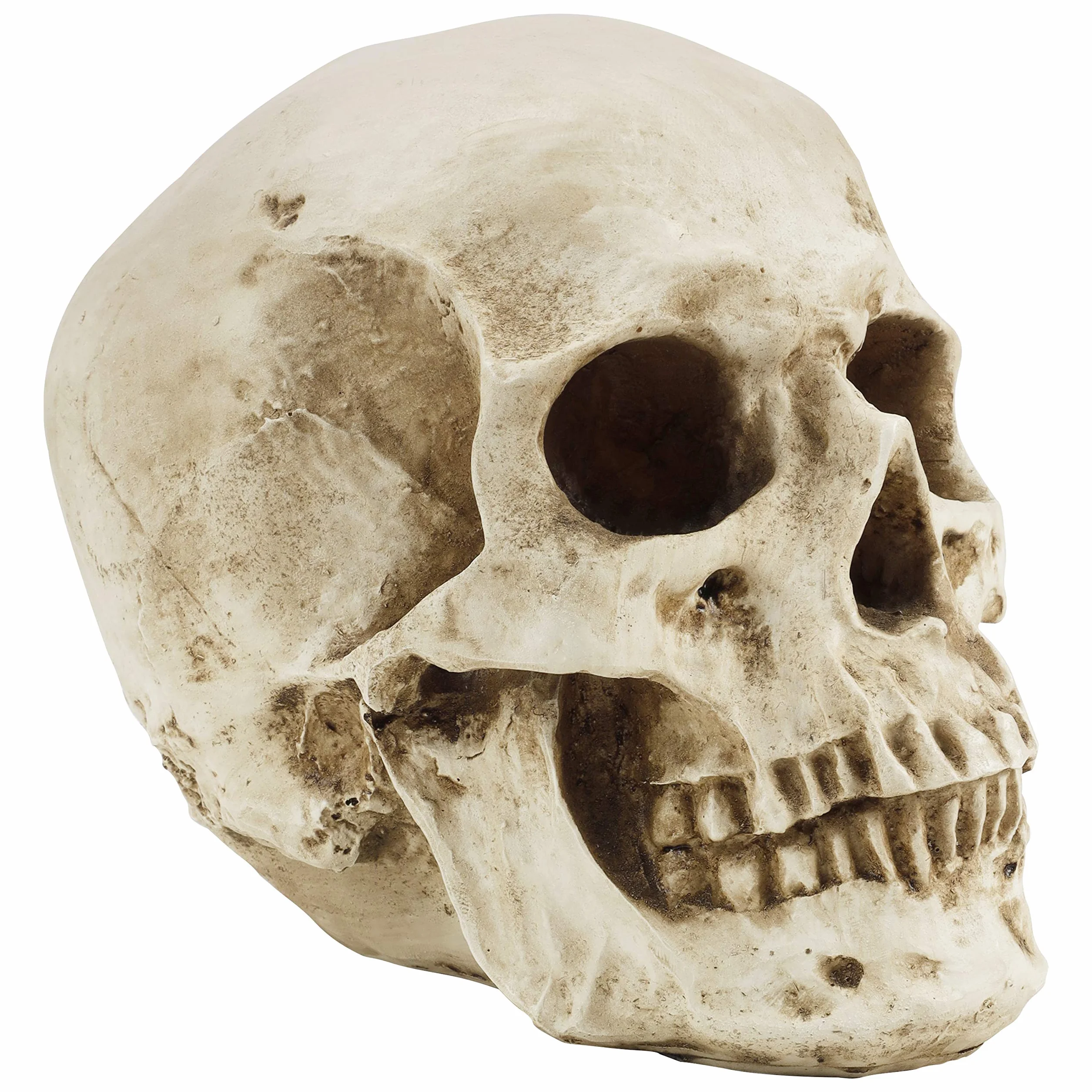 Kurtzy Anatomisches Schädel-Modell – L 12 x B 17 x H 14,5 cm – realistischer menschlicher Schädel, aus Kunstharz – Schädel-Dekoration in Naturgröße für den Unterricht der medizinischen Anatomie und