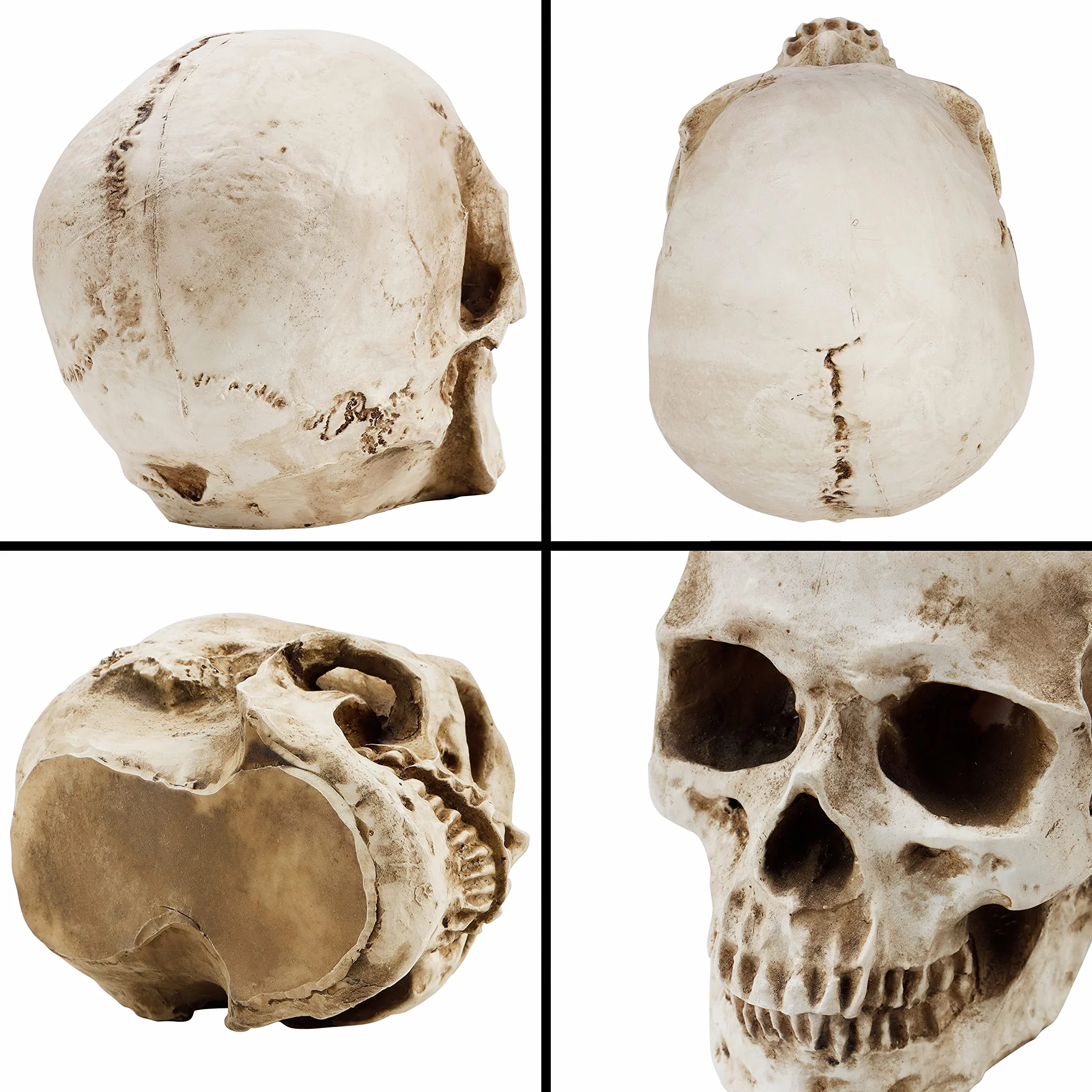 Kurtzy Anatomisches Schädel-Modell – L 12 x B 17 x H 14,5 cm – realistischer menschlicher Schädel, aus Kunstharz – Schädel-Dekoration in Naturgröße für den Unterricht der medizinischen Anatomie und