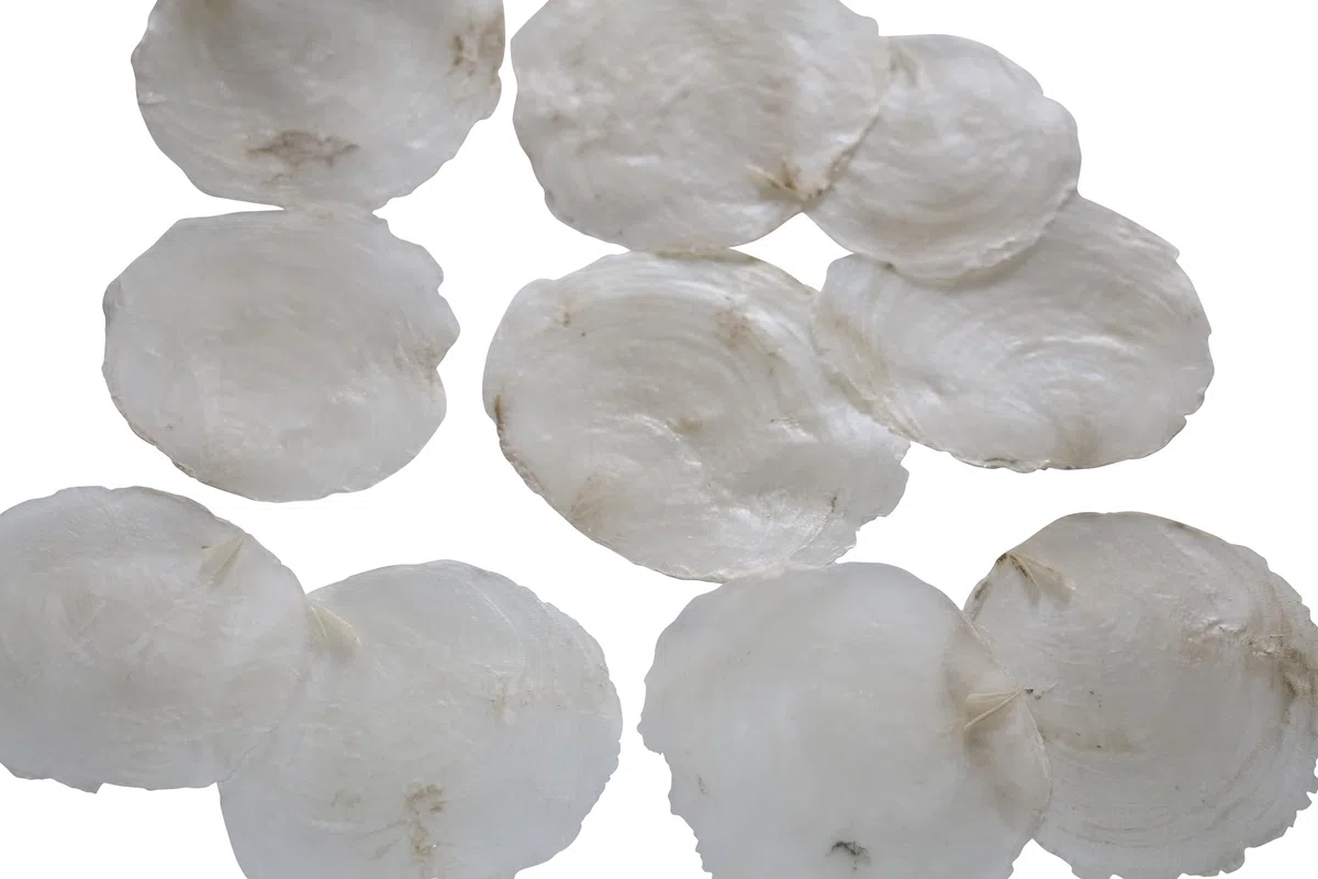 100 STK Perlmutt Scheiben Capizscheiben 5-7cm Perlmuttscheiben Natur Weiss TISCHKARTEN Namenskarten Muschelscheiben Capiz runde Perlmuttplatten Maritime Deko Muscheln