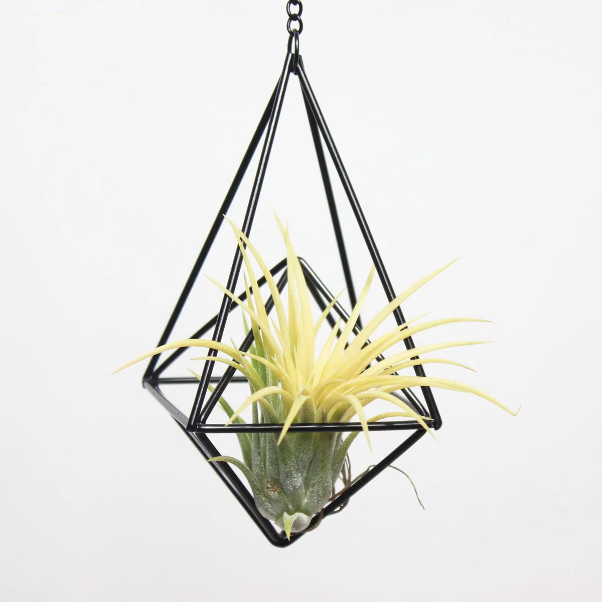 ZOOELAY 4 Stück Metall hängende Luftpflanzenhalter Einzigartiger 2 Stil Schwarz Himmeli Aufhänger Geometrische Pflanzgefäß Halter Luft Pflanzen Live Rack mit Kette
