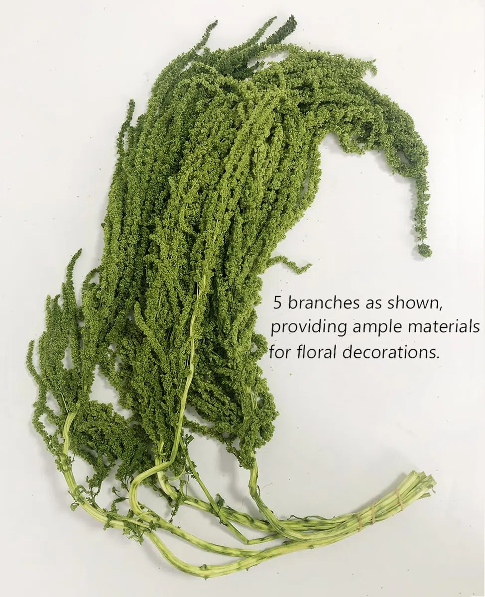 5 Stück Getrocknete Amaranthus Blumen, Gebleichte Glyzinie Reben, Amaranthus-Blumen, für Hochzeit Blumensträuße, Wanddekoration (Grün)
