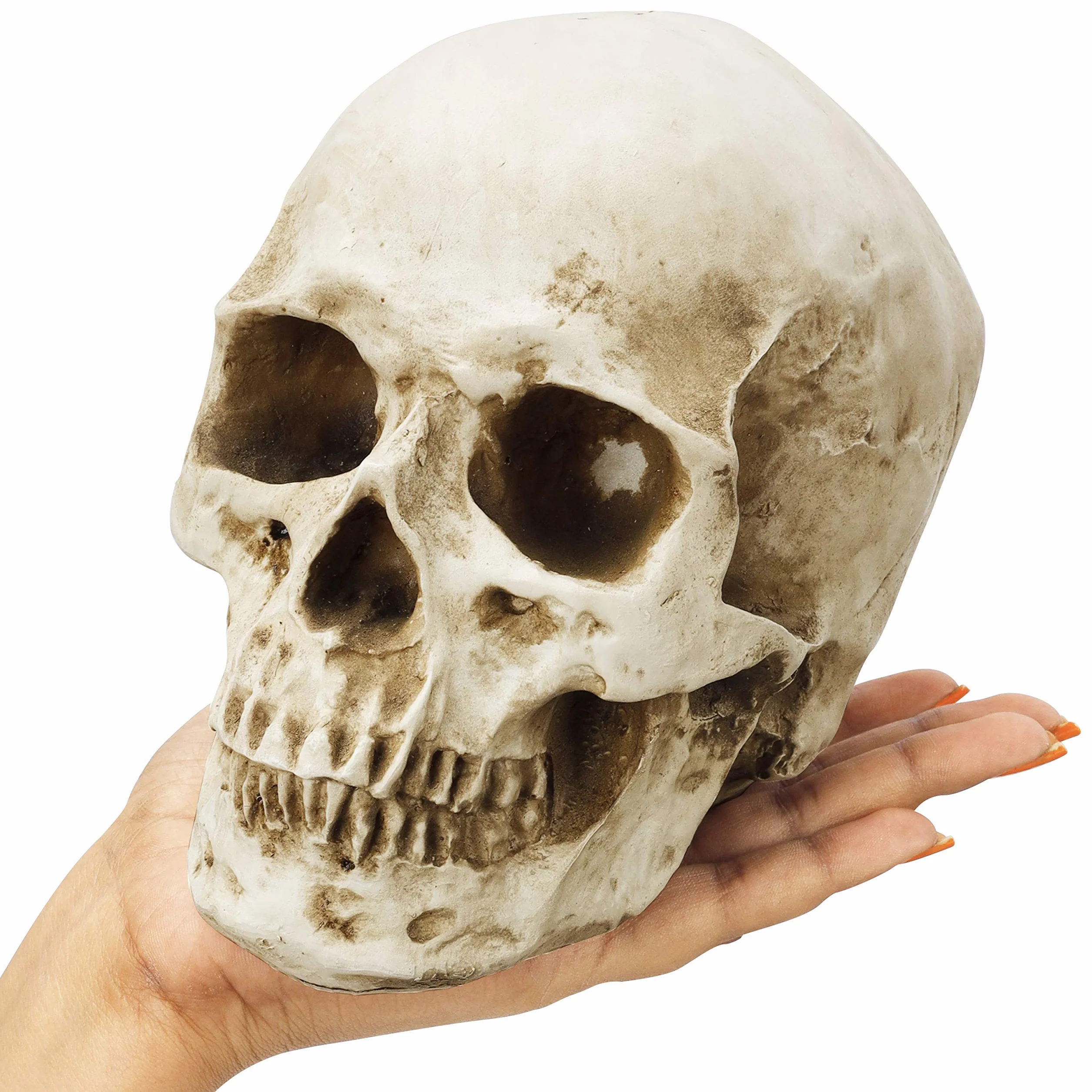 Kurtzy Anatomisches Schädel-Modell – L 12 x B 17 x H 14,5 cm – realistischer menschlicher Schädel, aus Kunstharz – Schädel-Dekoration in Naturgröße für den Unterricht der medizinischen Anatomie und