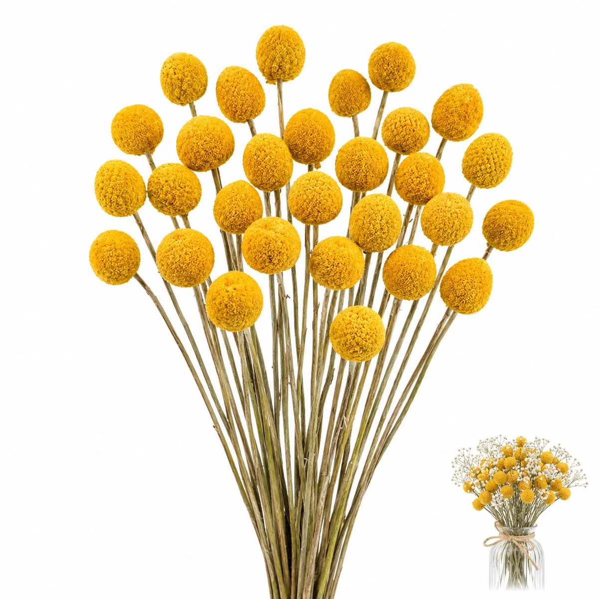 30 Stück Getrocknete Billy Bälle 44-46cm gelbe Billy Blumen getrocknete Craspedia Blumen Natürliche Trockenblumen für Blumenarrangements, Heimdekoration, Bastelhobbys und Hochzeiten