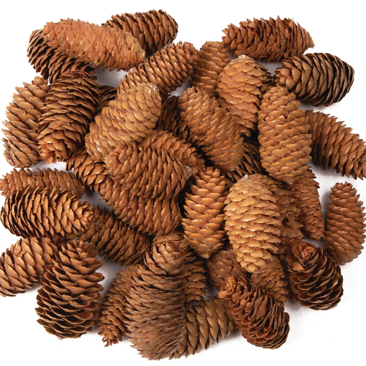 Baker Ross Lange Tannenzapfen 250g