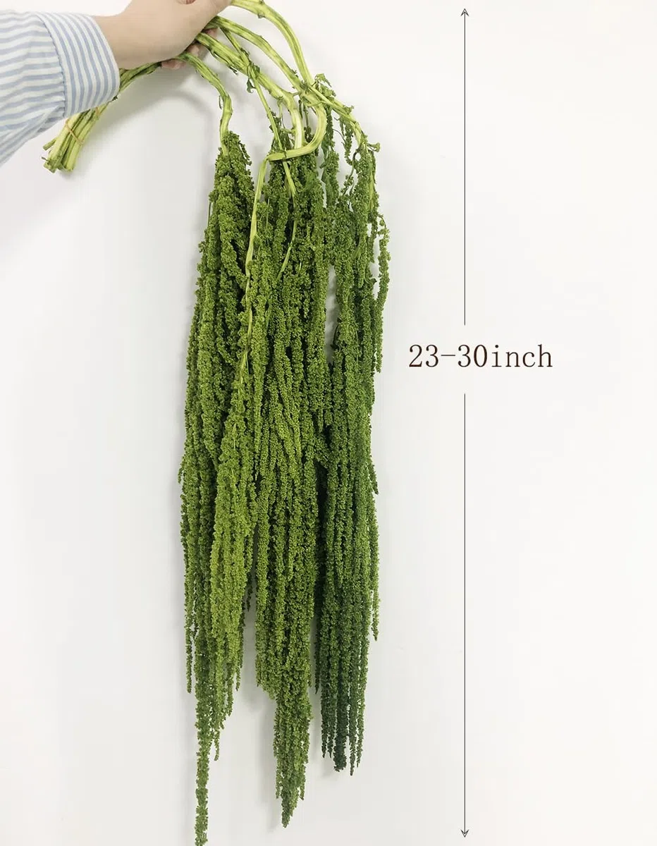 5 Stück Getrocknete Amaranthus Blumen, Gebleichte Glyzinie Reben, Amaranthus-Blumen, für Hochzeit Blumensträuße, Wanddekoration (Grün)