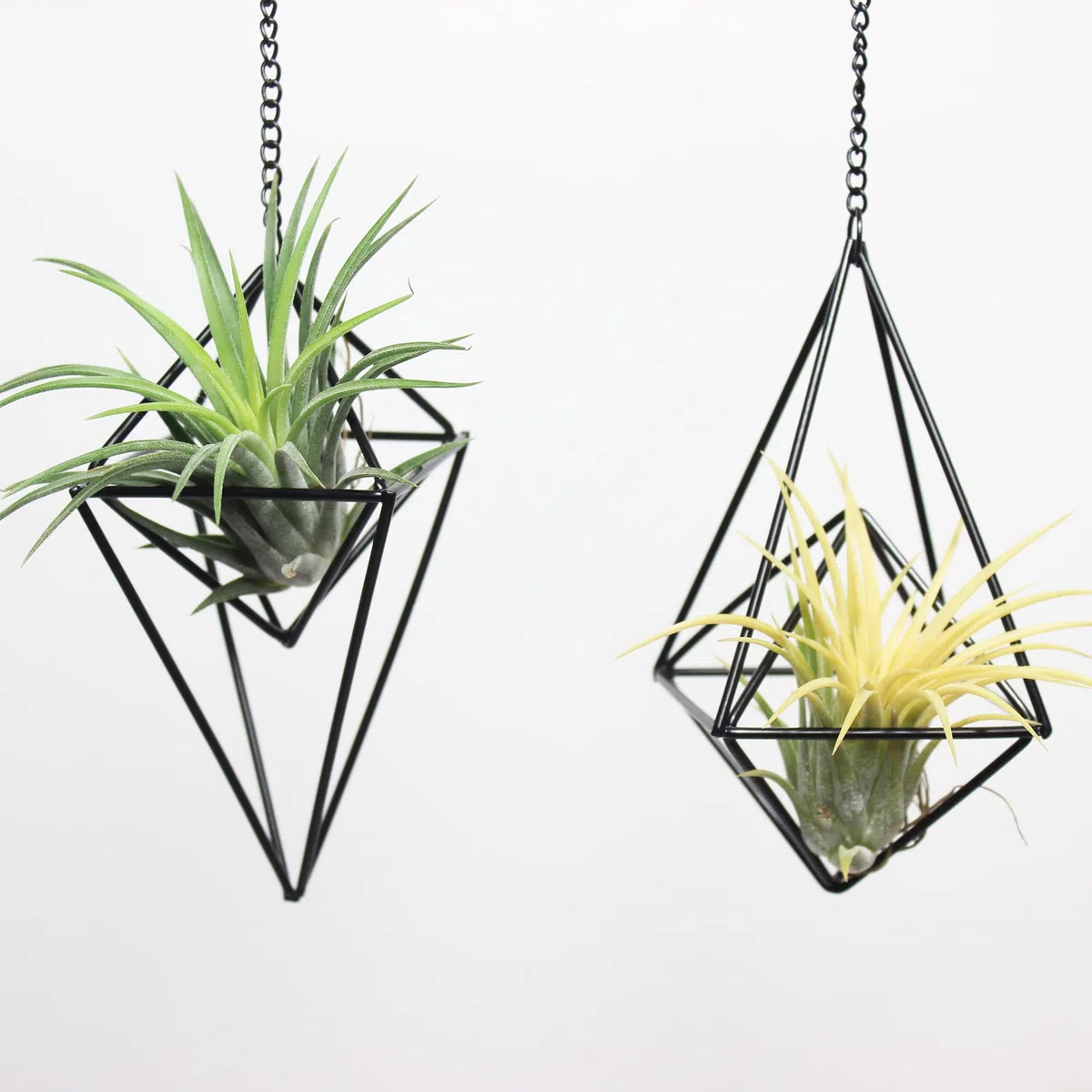 ZOOELAY 4 Stück Metall hängende Luftpflanzenhalter Einzigartiger 2 Stil Schwarz Himmeli Aufhänger Geometrische Pflanzgefäß Halter Luft Pflanzen Live Rack mit Kette