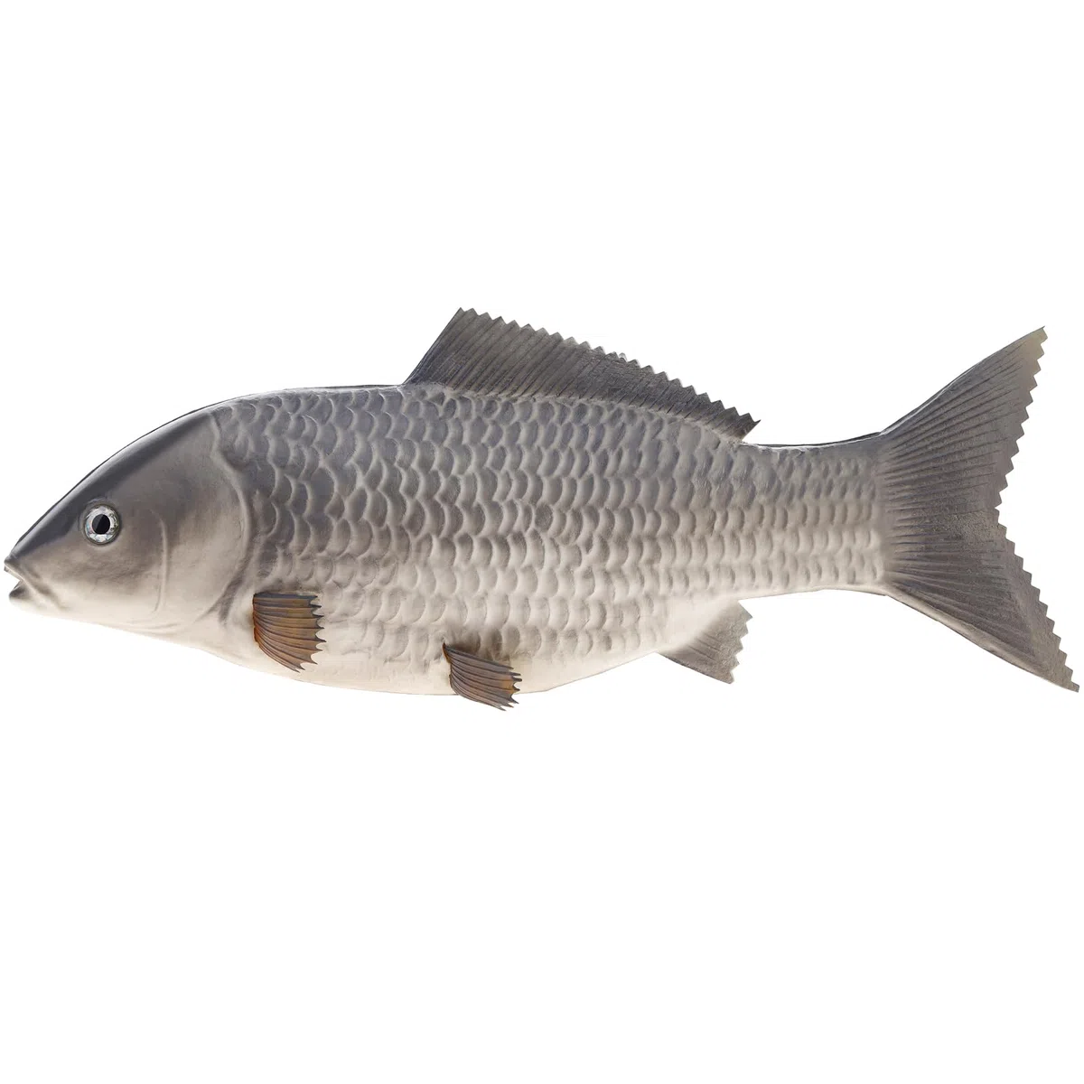 Gresorth 35 cm Fälschung Karpfen Dekoration Künstlich Fisch Lebensecht Tier Spielzeug Zuhause Küche Restaurant Christmas - Grau