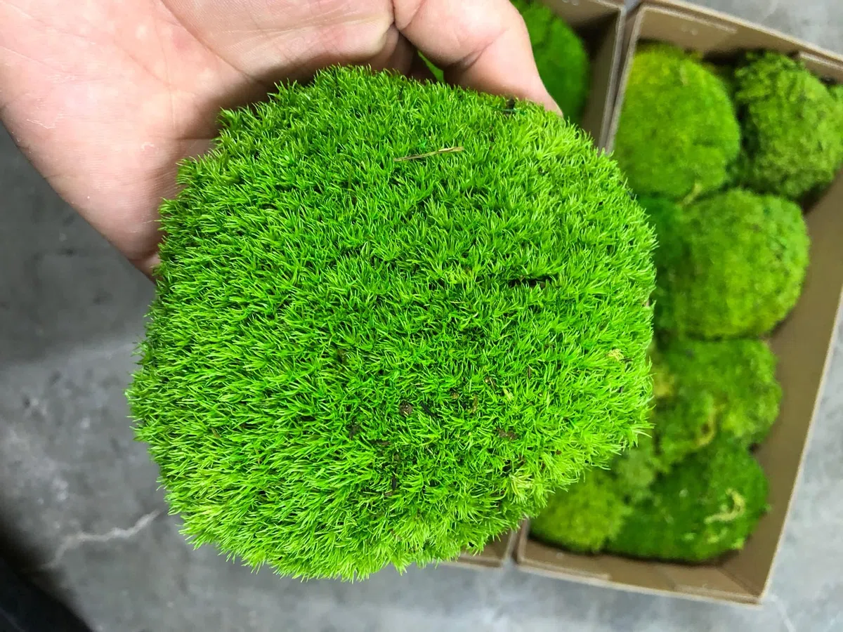 konservierte Pflanzen Stange Mooskissen Dutt Kissen Natur Grün Dekorativ Echt Natur Grün DIY Kit Terrarien Gartenarbeit Kunst Wanddekoration Florist Dekor (Green-b, 1.5 sq.ft.)